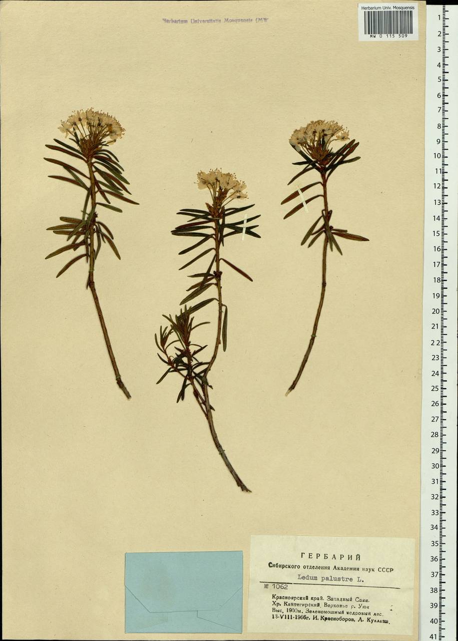 Rhododendron tomentosum (Stokes) Harmaja, Siberia, Altai & Sayany Mountains (S2) (Russia)