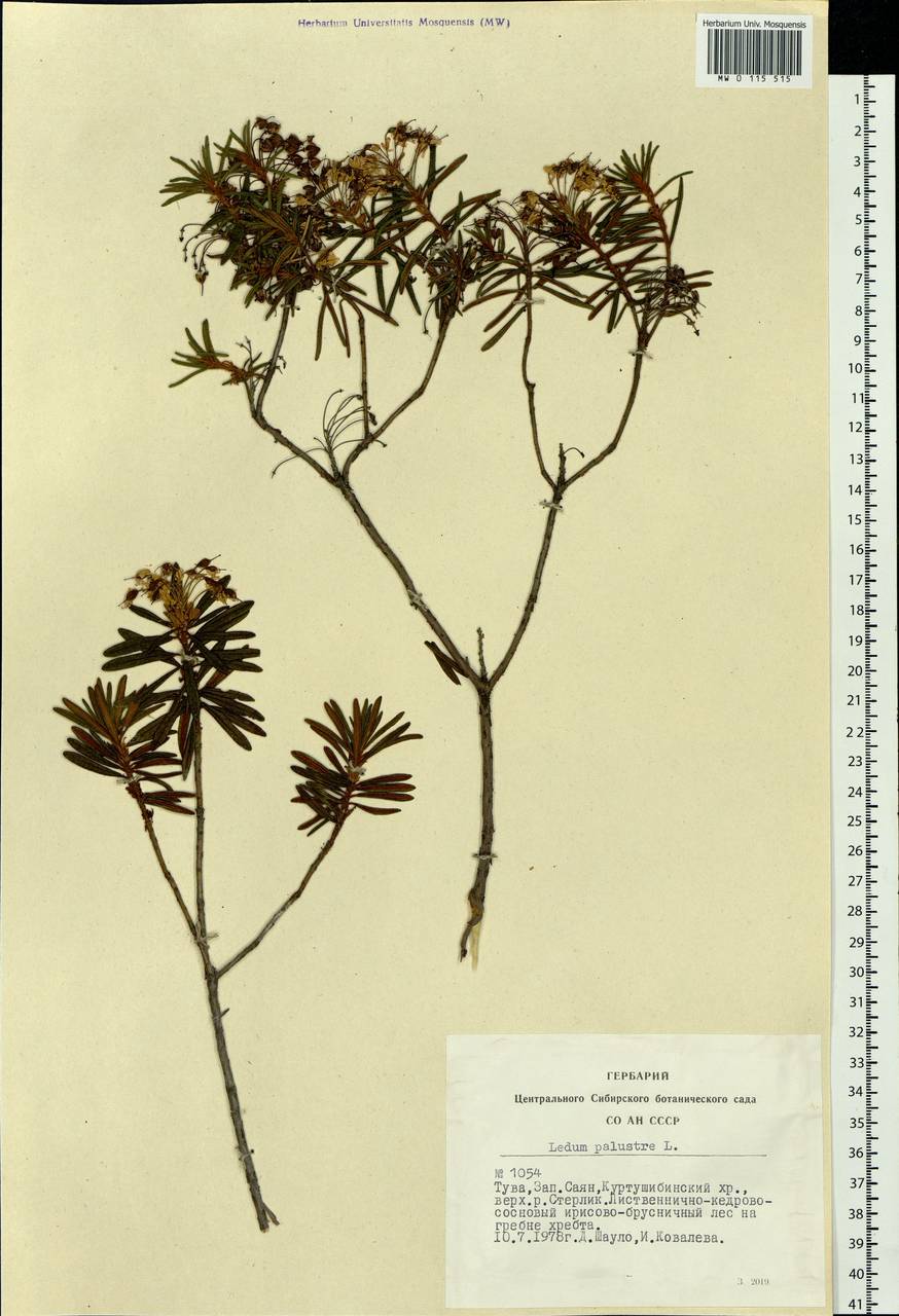 Rhododendron tomentosum (Stokes) Harmaja, Siberia, Altai & Sayany Mountains (S2) (Russia)