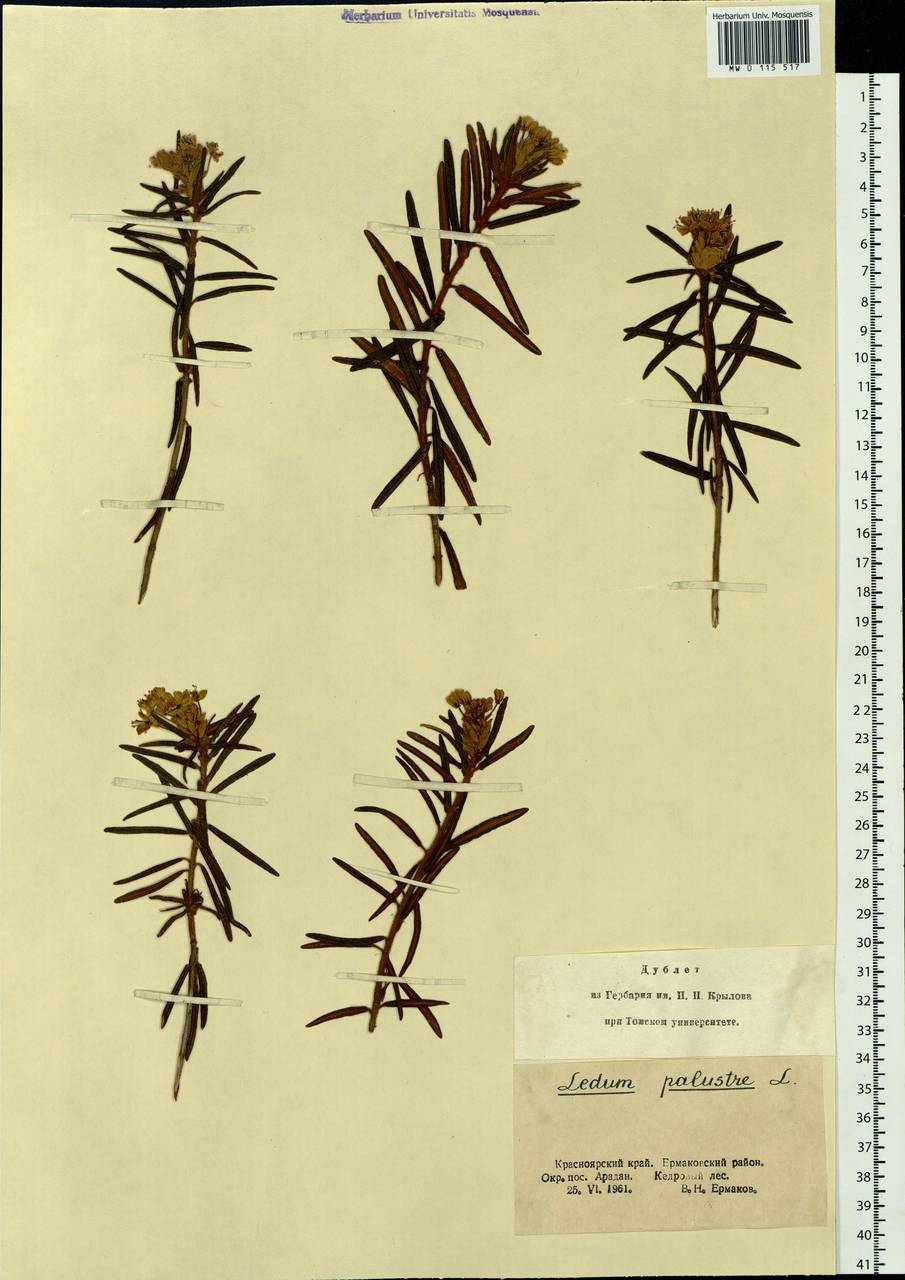 Rhododendron tomentosum (Stokes) Harmaja, Siberia, Altai & Sayany Mountains (S2) (Russia)