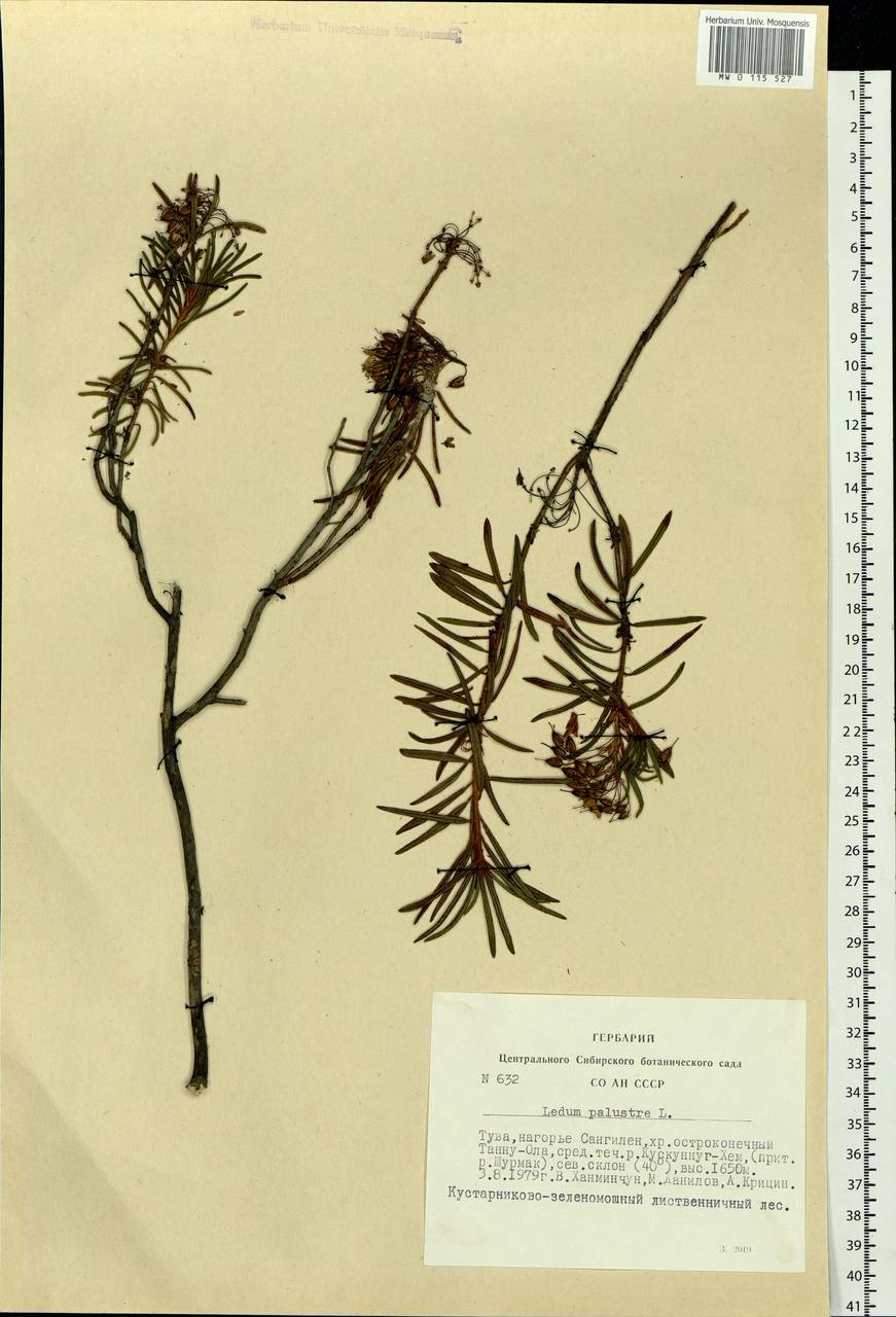 Rhododendron tomentosum (Stokes) Harmaja, Siberia, Altai & Sayany Mountains (S2) (Russia)