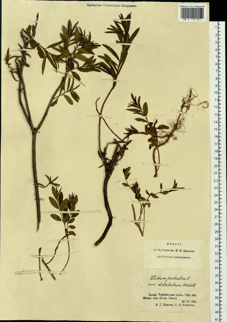 Rhododendron tomentosum (Stokes) Harmaja, Siberia, Altai & Sayany Mountains (S2) (Russia)