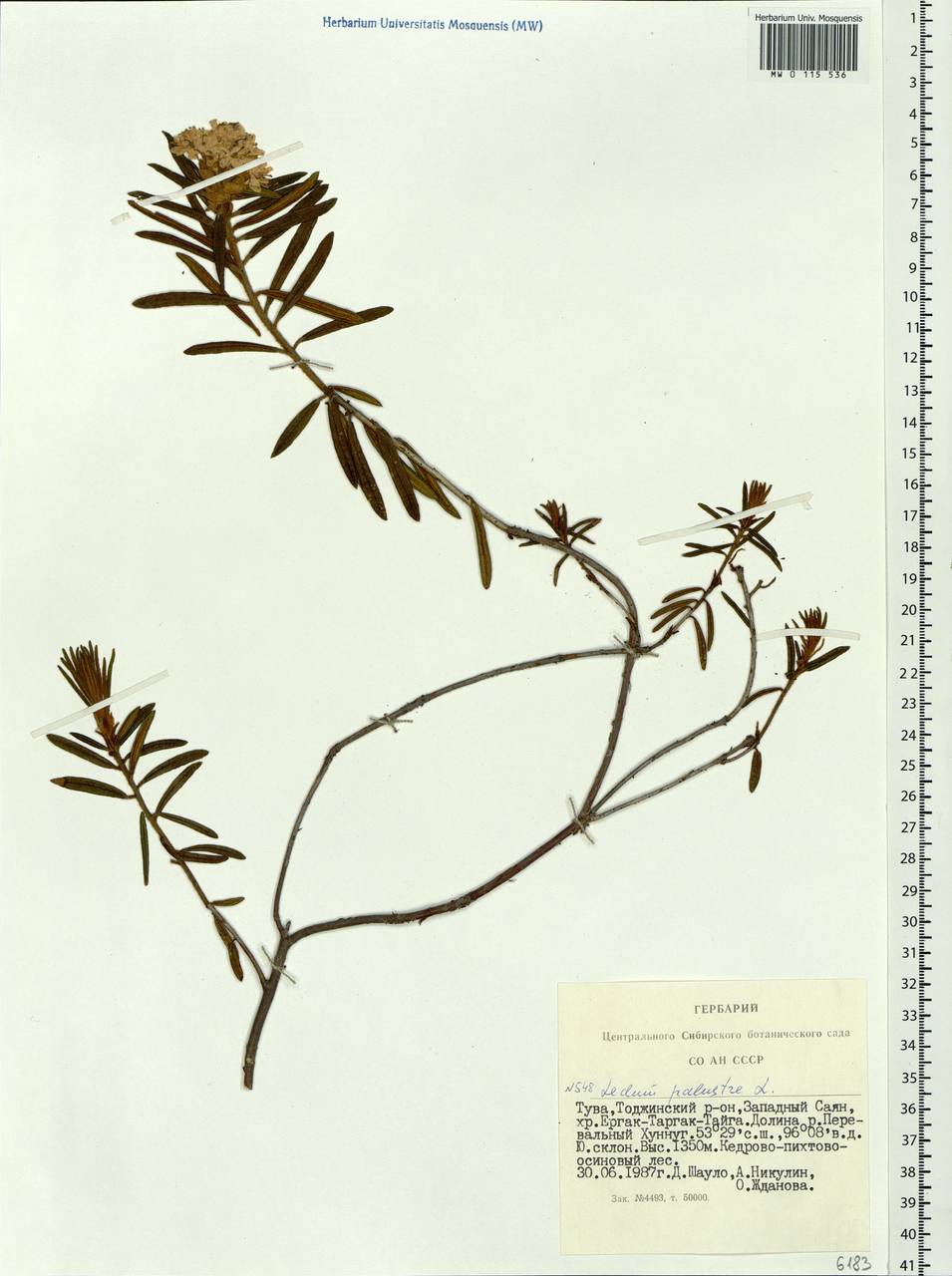 Rhododendron tomentosum (Stokes) Harmaja, Siberia, Altai & Sayany Mountains (S2) (Russia)