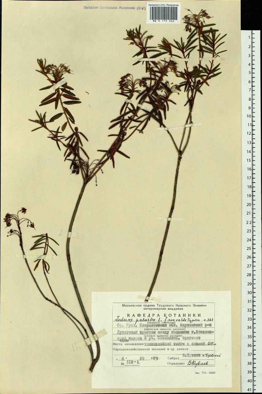 Rhododendron tomentosum (Stokes) Harmaja, Eastern Europe, Eastern region (E10) (Russia)