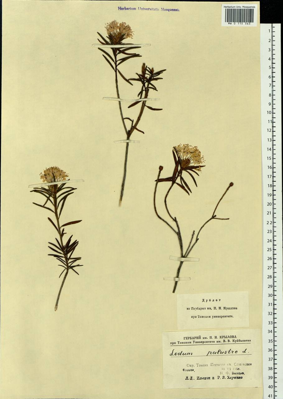 Rhododendron tomentosum (Stokes) Harmaja, Siberia, Western Siberia (S1) (Russia)