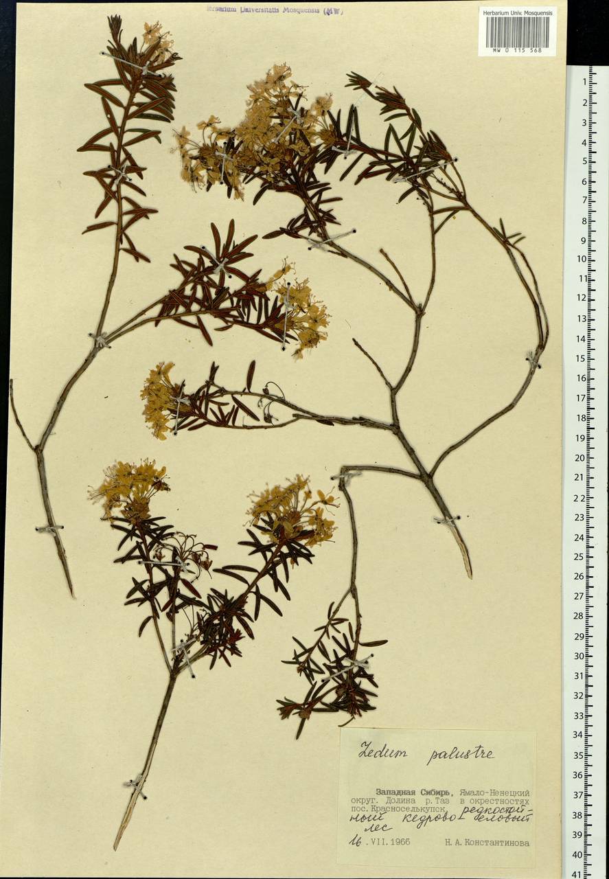 Rhododendron tomentosum (Stokes) Harmaja, Siberia, Western Siberia (S1) (Russia)