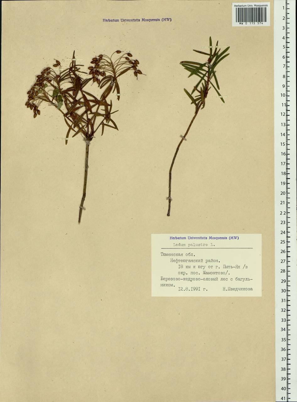 Rhododendron tomentosum (Stokes) Harmaja, Siberia, Western Siberia (S1) (Russia)