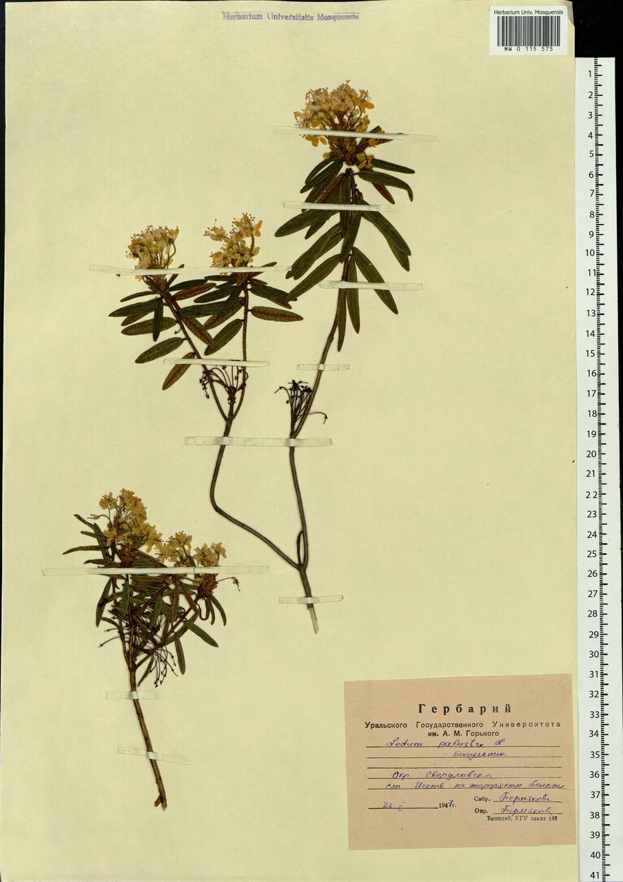 Rhododendron tomentosum (Stokes) Harmaja, Eastern Europe, Eastern region (E10) (Russia)