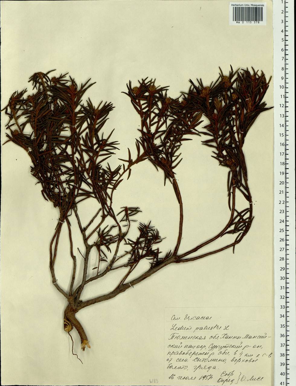Rhododendron tomentosum (Stokes) Harmaja, Siberia, Western Siberia (S1) (Russia)