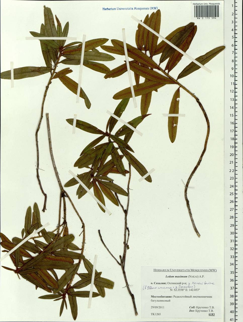 Rhododendron tomentosum (Stokes) Harmaja, Siberia, Russian Far East (S6) (Russia)