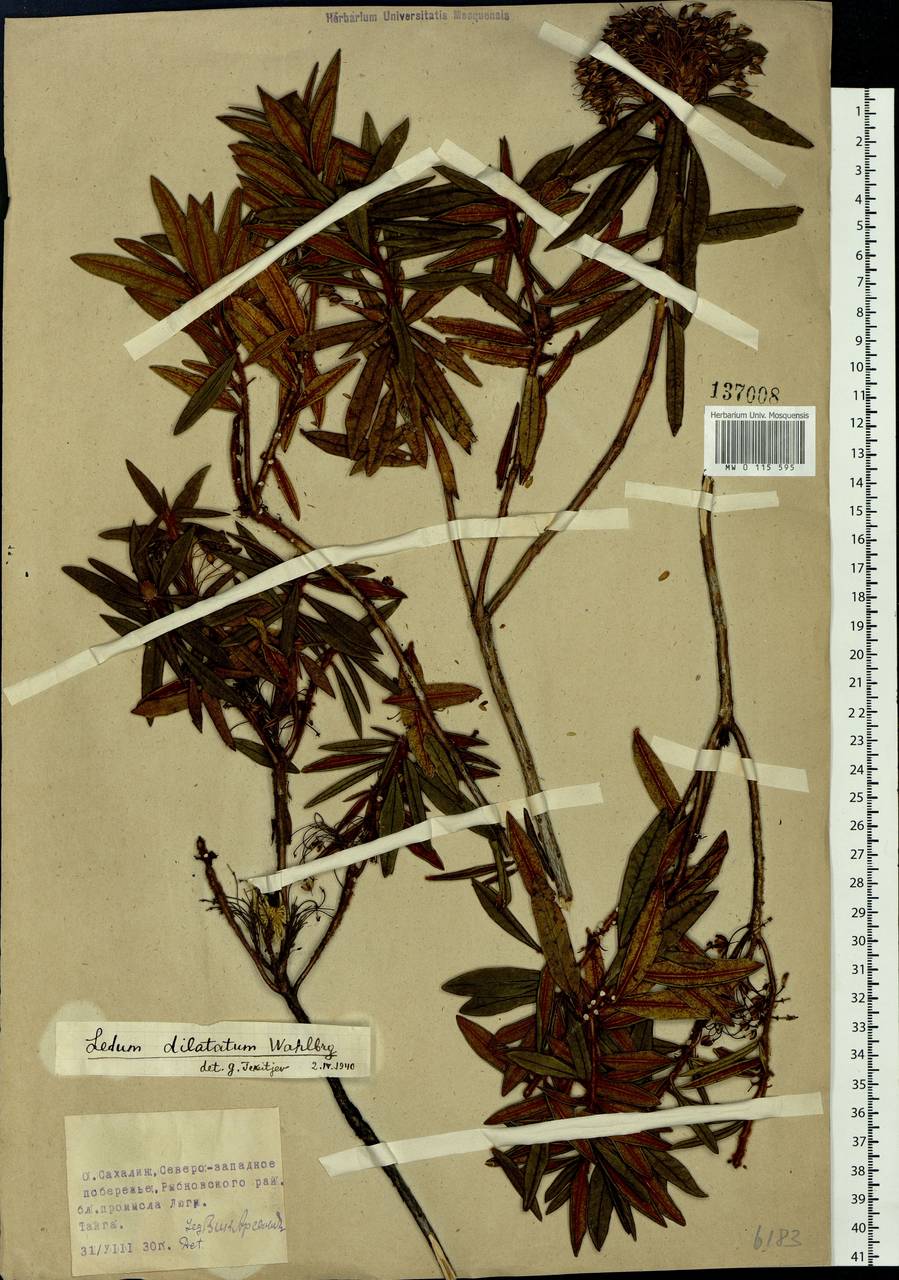 Rhododendron diversipilosum (Nakai) Harmaja, Siberia, Russian Far East (S6) (Russia)