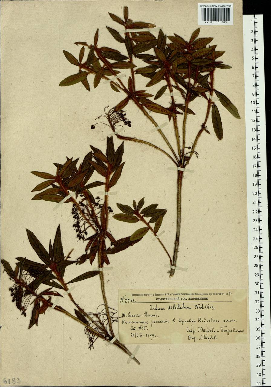 Rhododendron diversipilosum (Nakai) Harmaja, Siberia, Russian Far East (S6) (Russia)