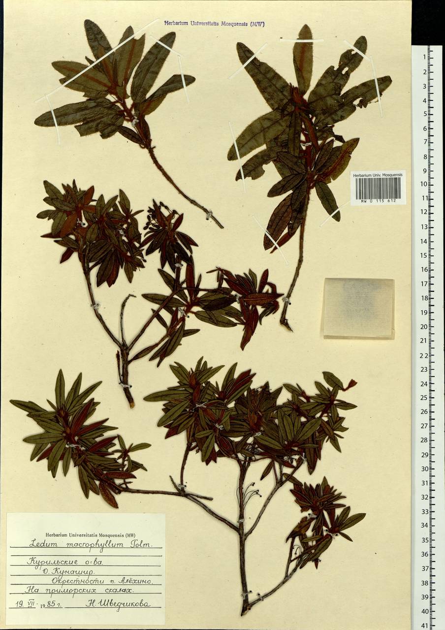 Rhododendron diversipilosum (Nakai) Harmaja, Siberia, Russian Far East (S6) (Russia)