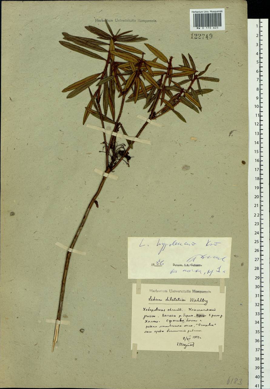 Rhododendron hypoleucum (Kom.) Harmaja, Siberia, Russian Far East (S6) (Russia)