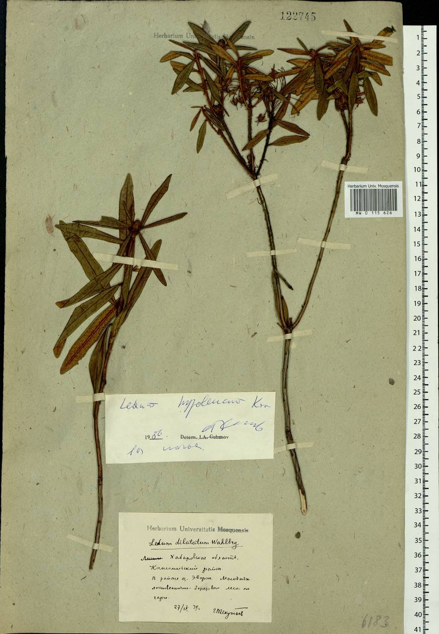 Rhododendron hypoleucum (Kom.) Harmaja, Siberia, Russian Far East (S6) (Russia)