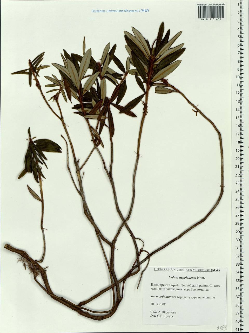 Rhododendron diversipilosum (Nakai) Harmaja, Siberia, Russian Far East (S6) (Russia)