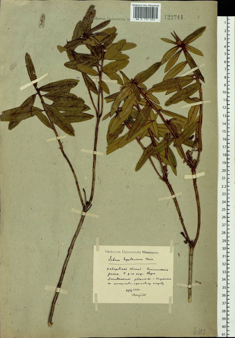 Rhododendron hypoleucum (Kom.) Harmaja, Siberia, Russian Far East (S6) (Russia)