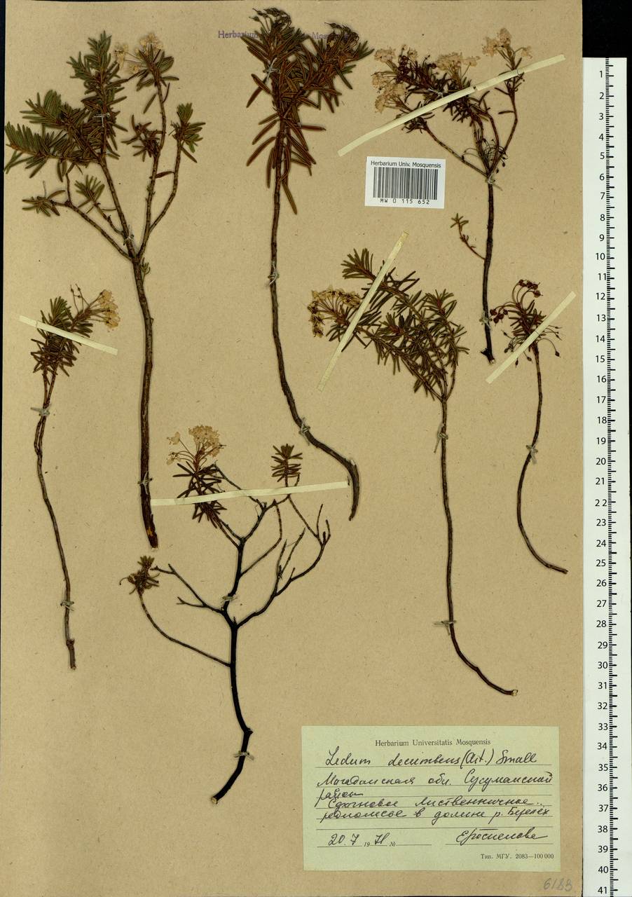 Rhododendron tomentosum (Stokes) Harmaja, Siberia, Chukotka & Kamchatka (S7) (Russia)