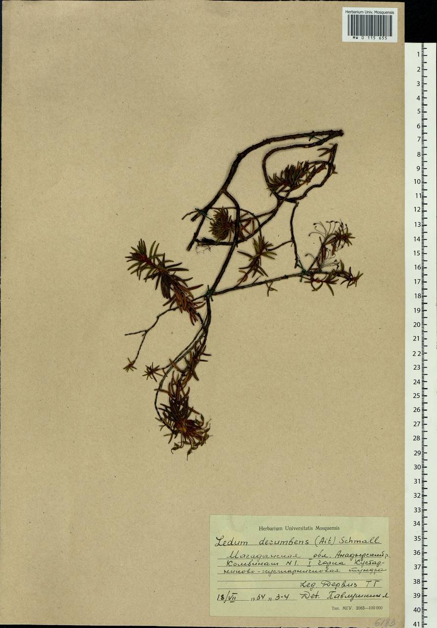 Rhododendron tomentosum (Stokes) Harmaja, Siberia, Chukotka & Kamchatka (S7) (Russia)