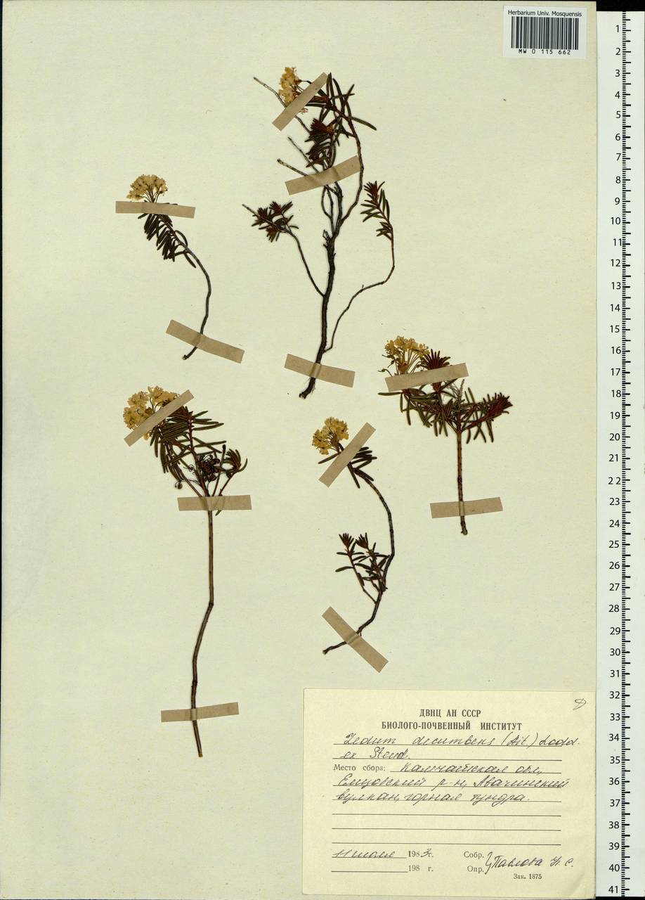 Rhododendron tomentosum (Stokes) Harmaja, Siberia, Chukotka & Kamchatka (S7) (Russia)