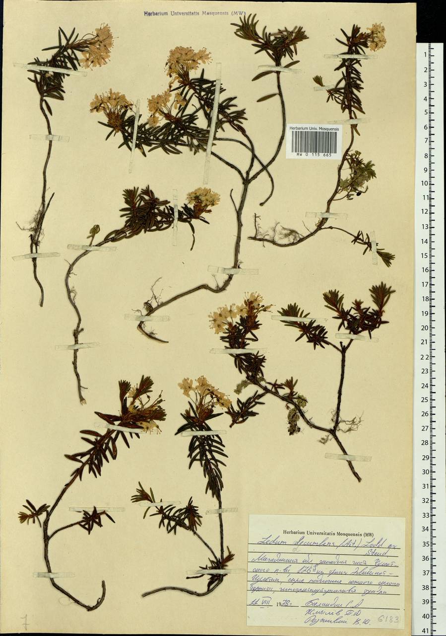 Rhododendron tomentosum (Stokes) Harmaja, Siberia, Chukotka & Kamchatka (S7) (Russia)