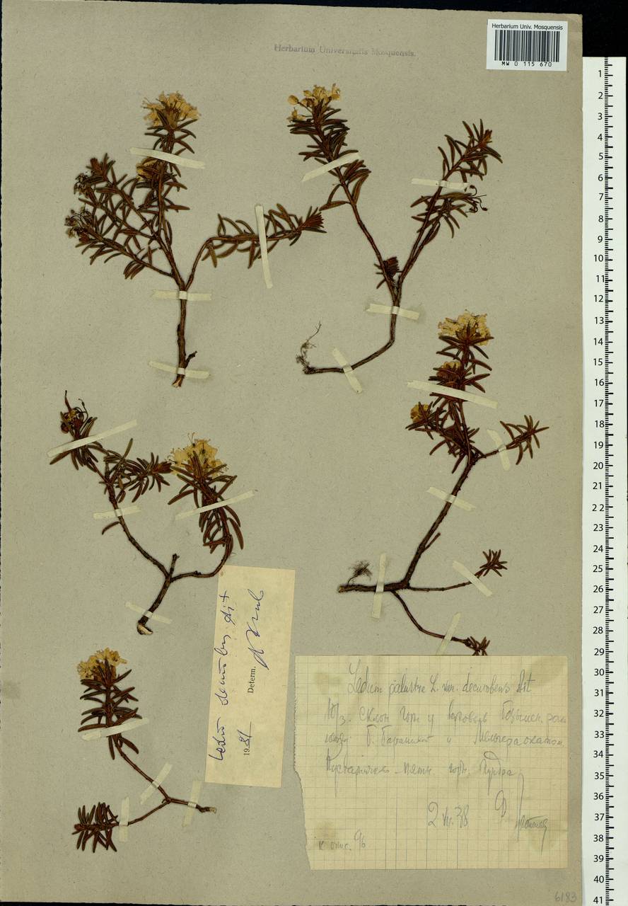 Rhododendron tomentosum (Stokes) Harmaja, Siberia, Chukotka & Kamchatka (S7) (Russia)