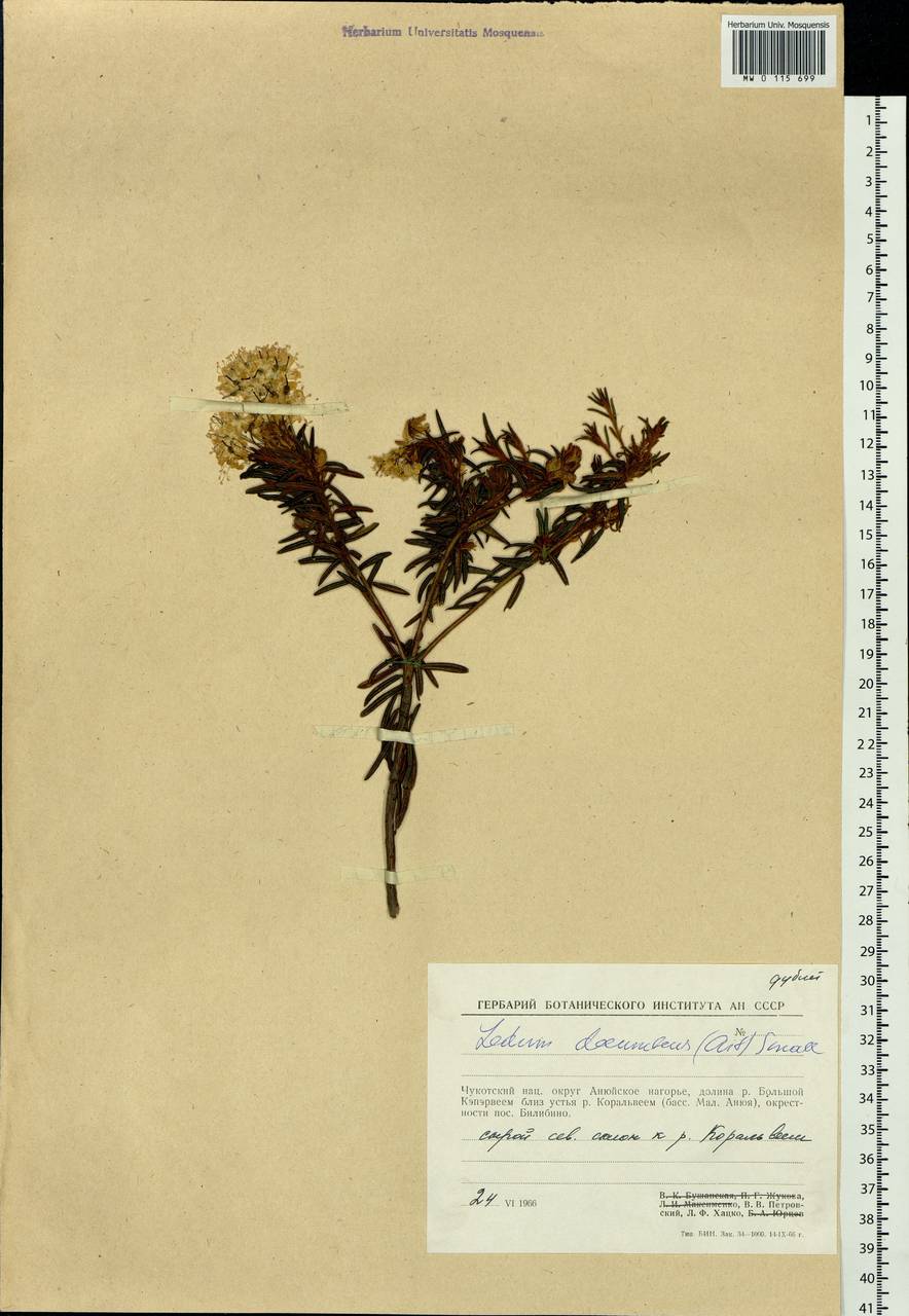 Rhododendron tomentosum (Stokes) Harmaja, Siberia, Chukotka & Kamchatka (S7) (Russia)