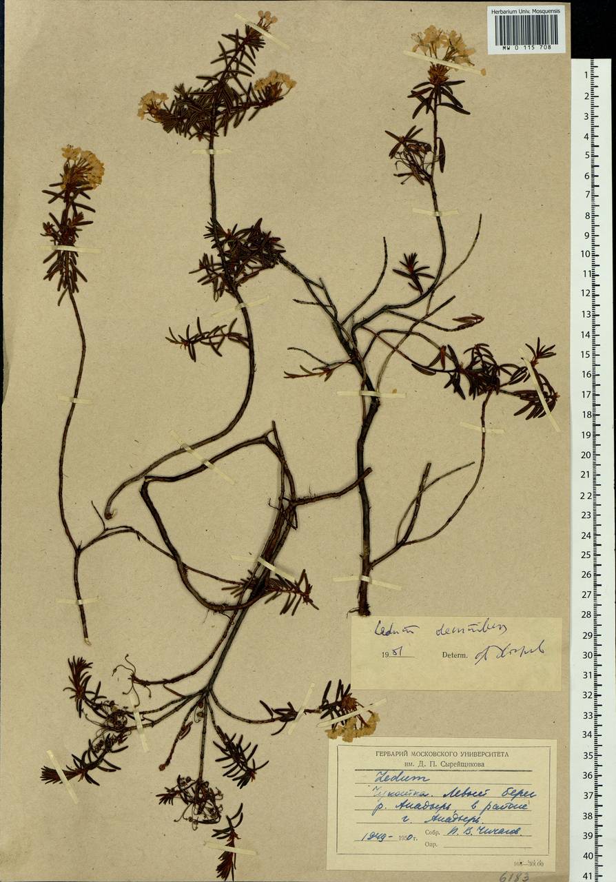 Rhododendron tomentosum (Stokes) Harmaja, Siberia, Chukotka & Kamchatka (S7) (Russia)