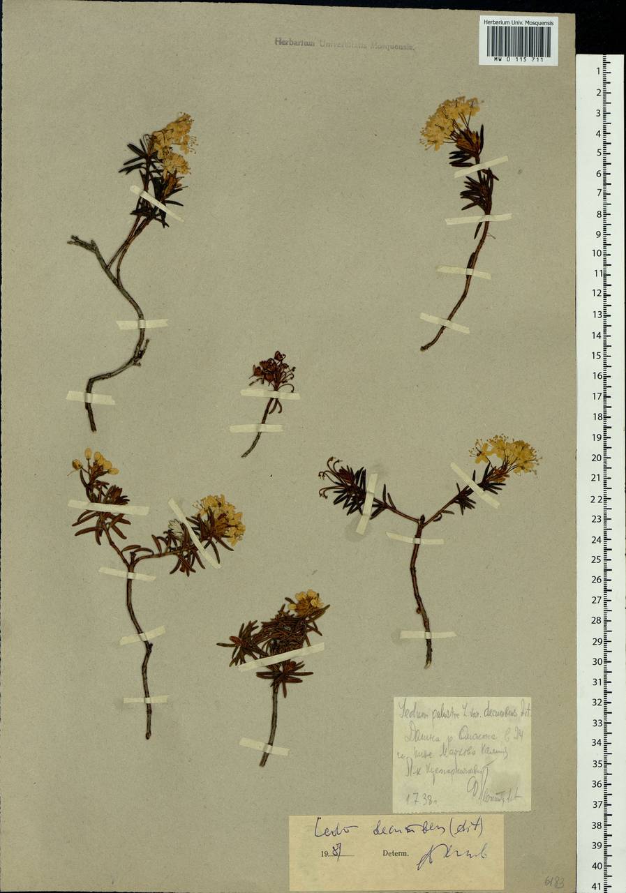 Rhododendron tomentosum (Stokes) Harmaja, Siberia, Chukotka & Kamchatka (S7) (Russia)