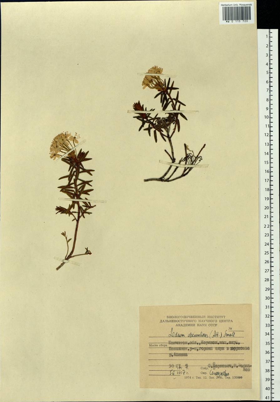 Rhododendron tomentosum (Stokes) Harmaja, Siberia, Chukotka & Kamchatka (S7) (Russia)
