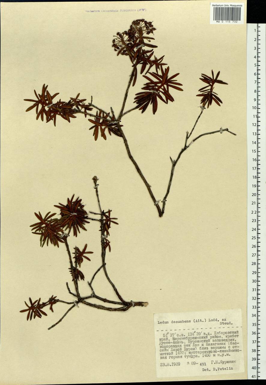 Rhododendron tomentosum (Stokes) Harmaja, Siberia, Russian Far East (S6) (Russia)