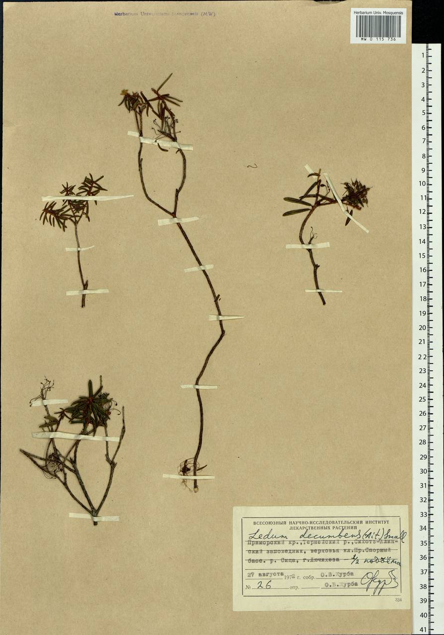 Rhododendron tomentosum (Stokes) Harmaja, Siberia, Russian Far East (S6) (Russia)