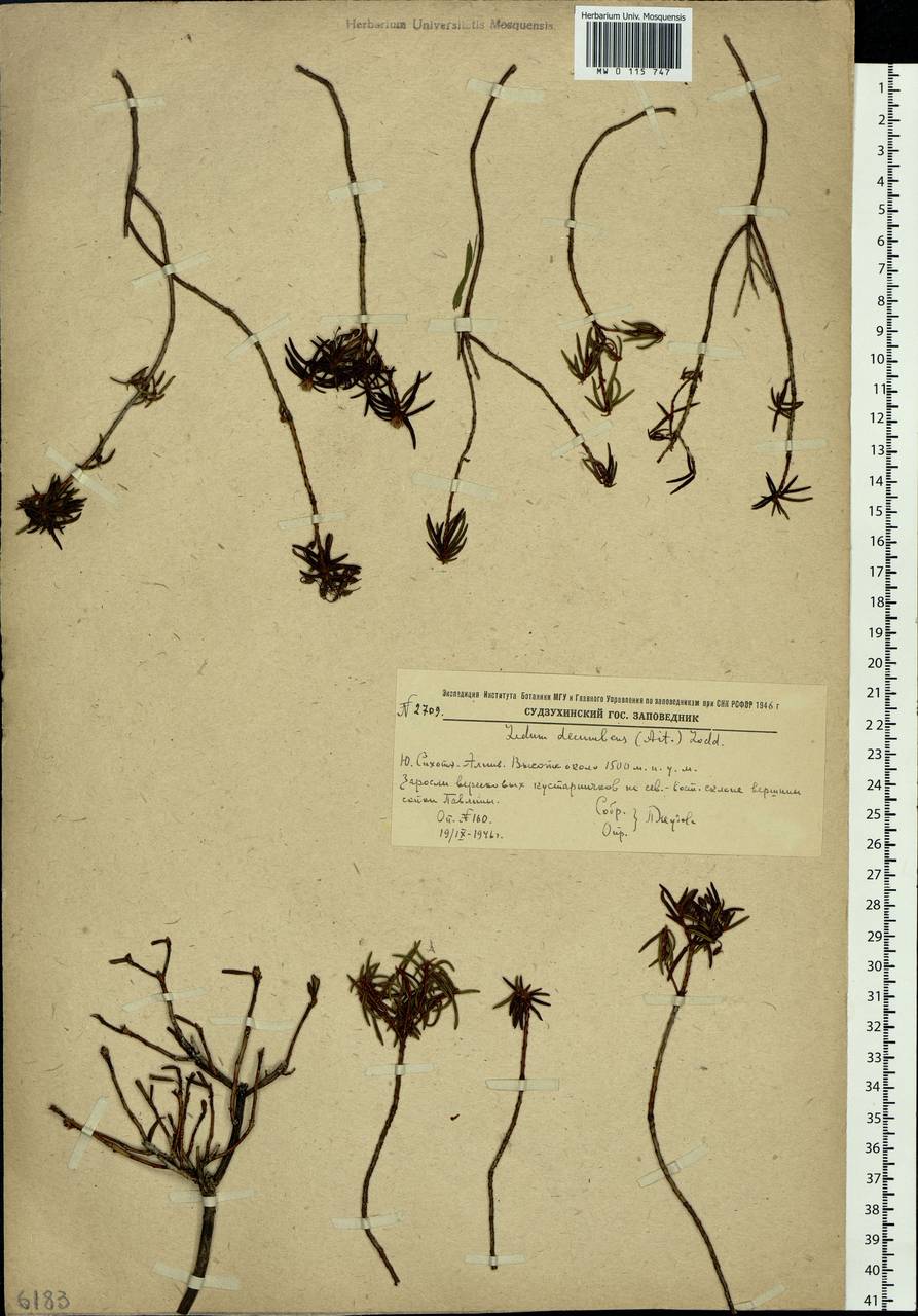 Rhododendron tomentosum (Stokes) Harmaja, Siberia, Russian Far East (S6) (Russia)