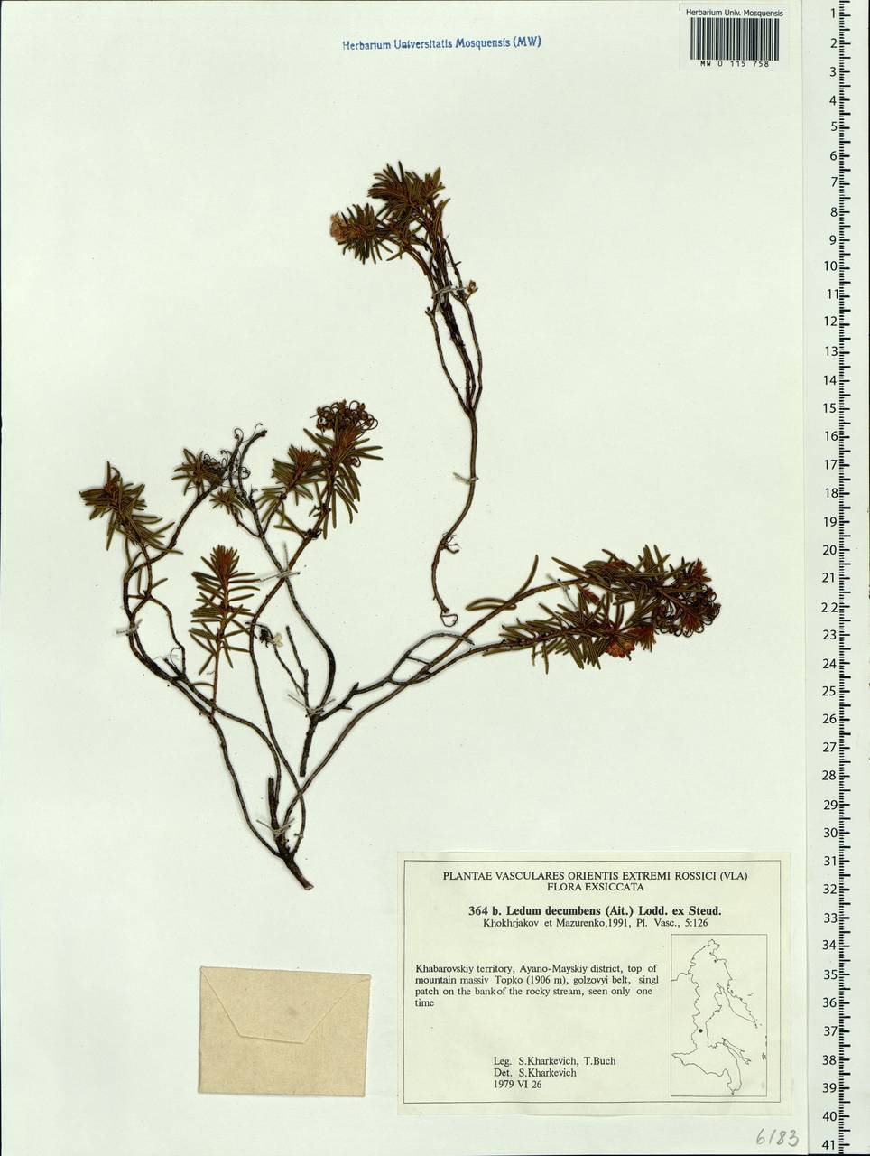 Rhododendron tomentosum (Stokes) Harmaja, Siberia, Russian Far East (S6) (Russia)