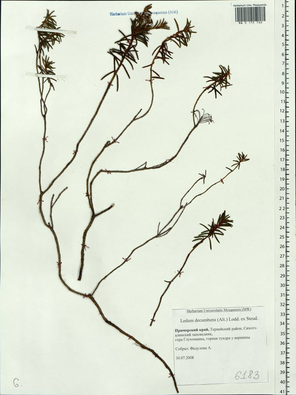 Rhododendron tomentosum (Stokes) Harmaja, Siberia, Russian Far East (S6) (Russia)