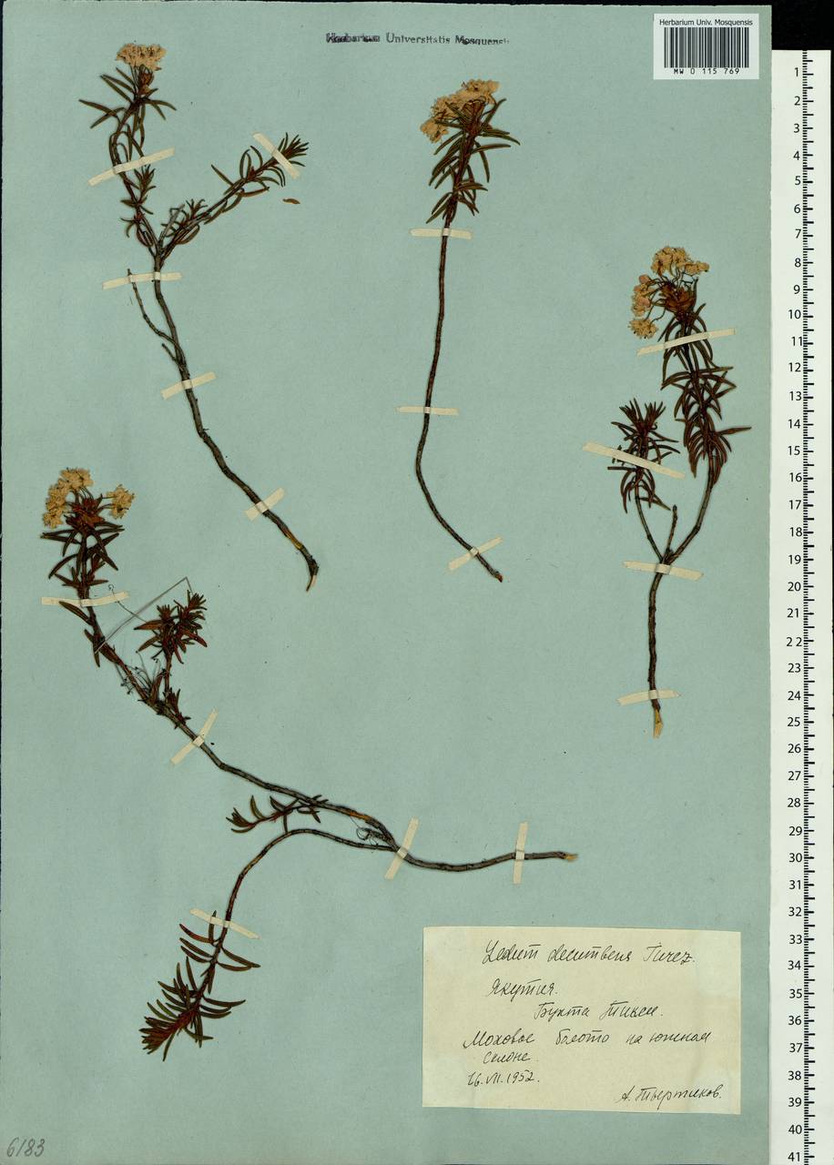 Rhododendron tomentosum (Stokes) Harmaja, Siberia, Yakutia (S5) (Russia)