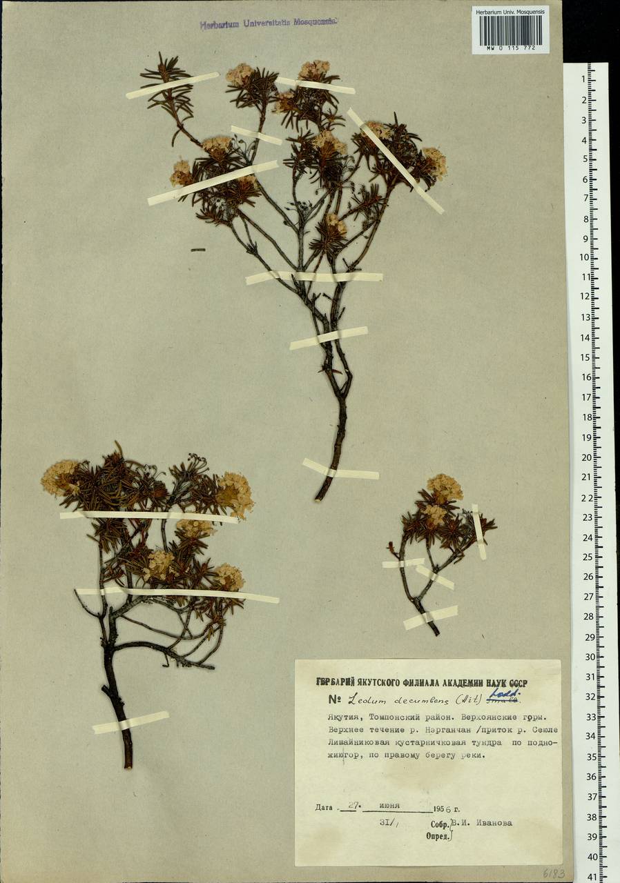 Rhododendron tomentosum (Stokes) Harmaja, Siberia, Yakutia (S5) (Russia)