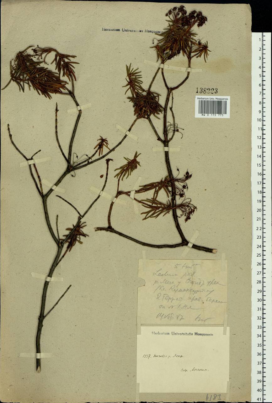 Rhododendron tomentosum (Stokes) Harmaja, Siberia, Yakutia (S5) (Russia)