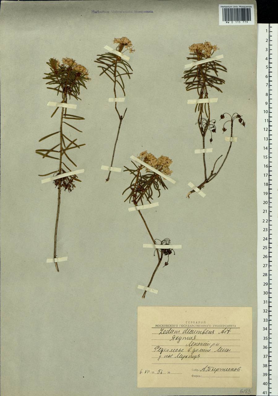 Rhododendron tomentosum (Stokes) Harmaja, Siberia, Yakutia (S5) (Russia)
