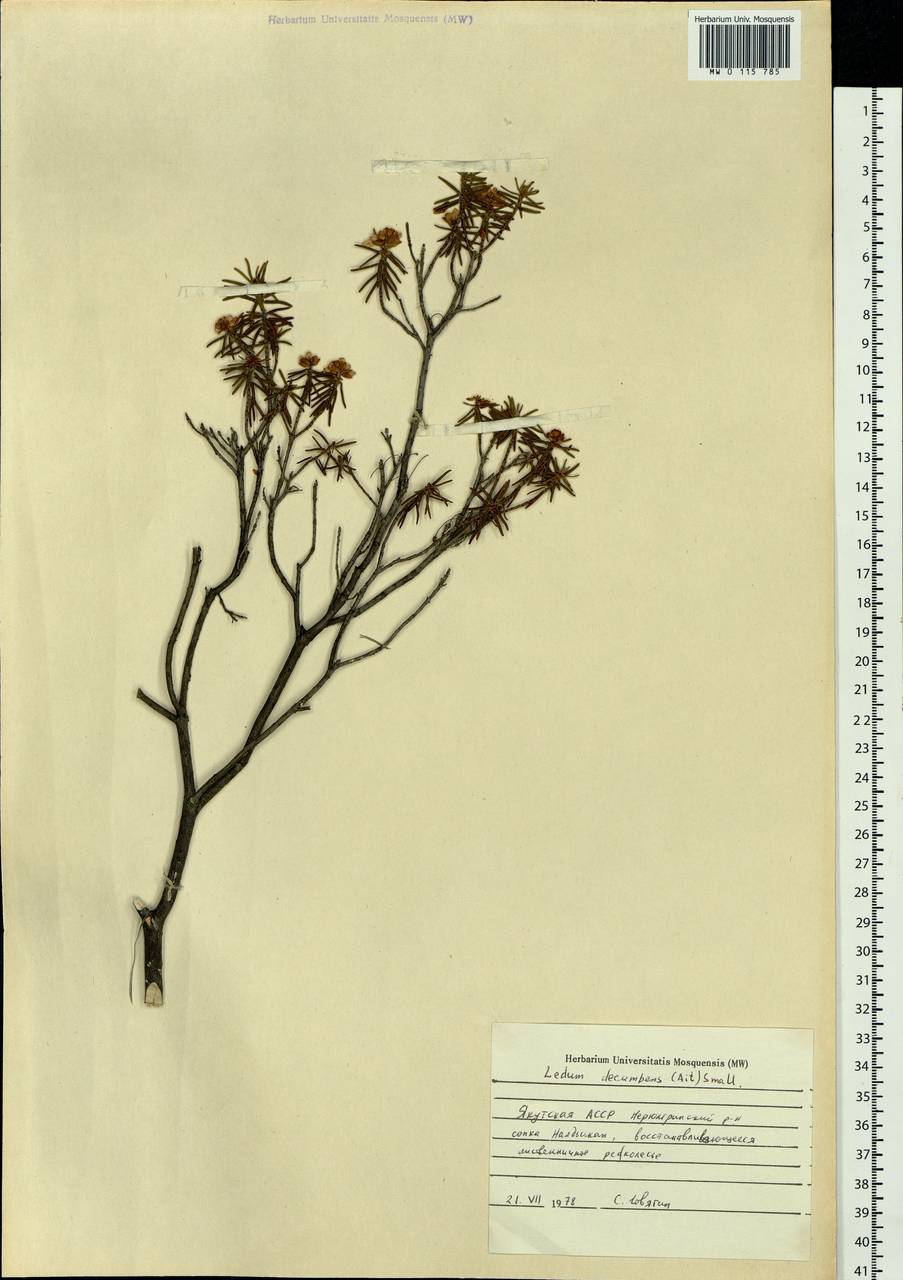 Rhododendron tomentosum (Stokes) Harmaja, Siberia, Yakutia (S5) (Russia)