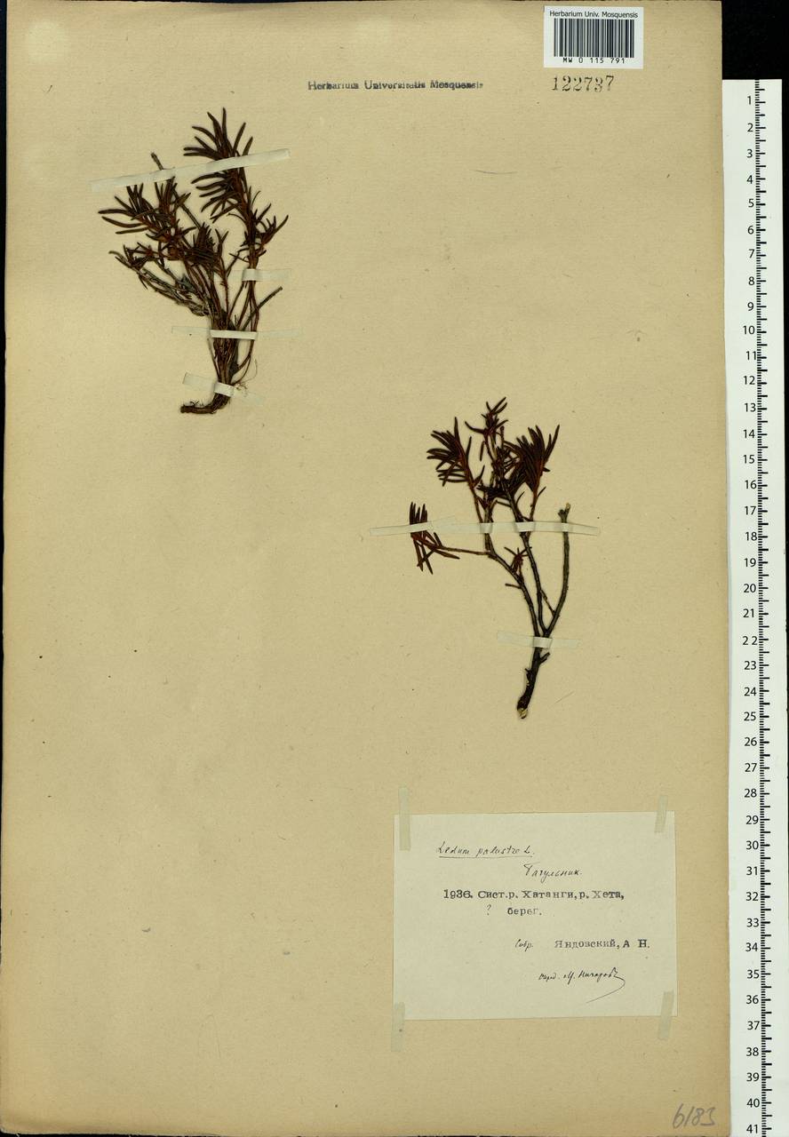 Rhododendron tomentosum (Stokes) Harmaja, Siberia, Central Siberia (S3) (Russia)