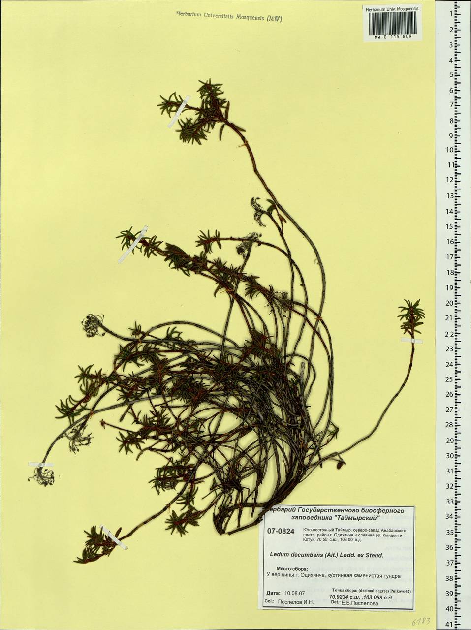 Rhododendron tomentosum (Stokes) Harmaja, Siberia, Central Siberia (S3) (Russia)