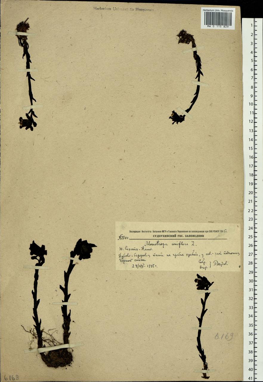 Monotropa uniflora L., Siberia, Russian Far East (S6) (Russia)