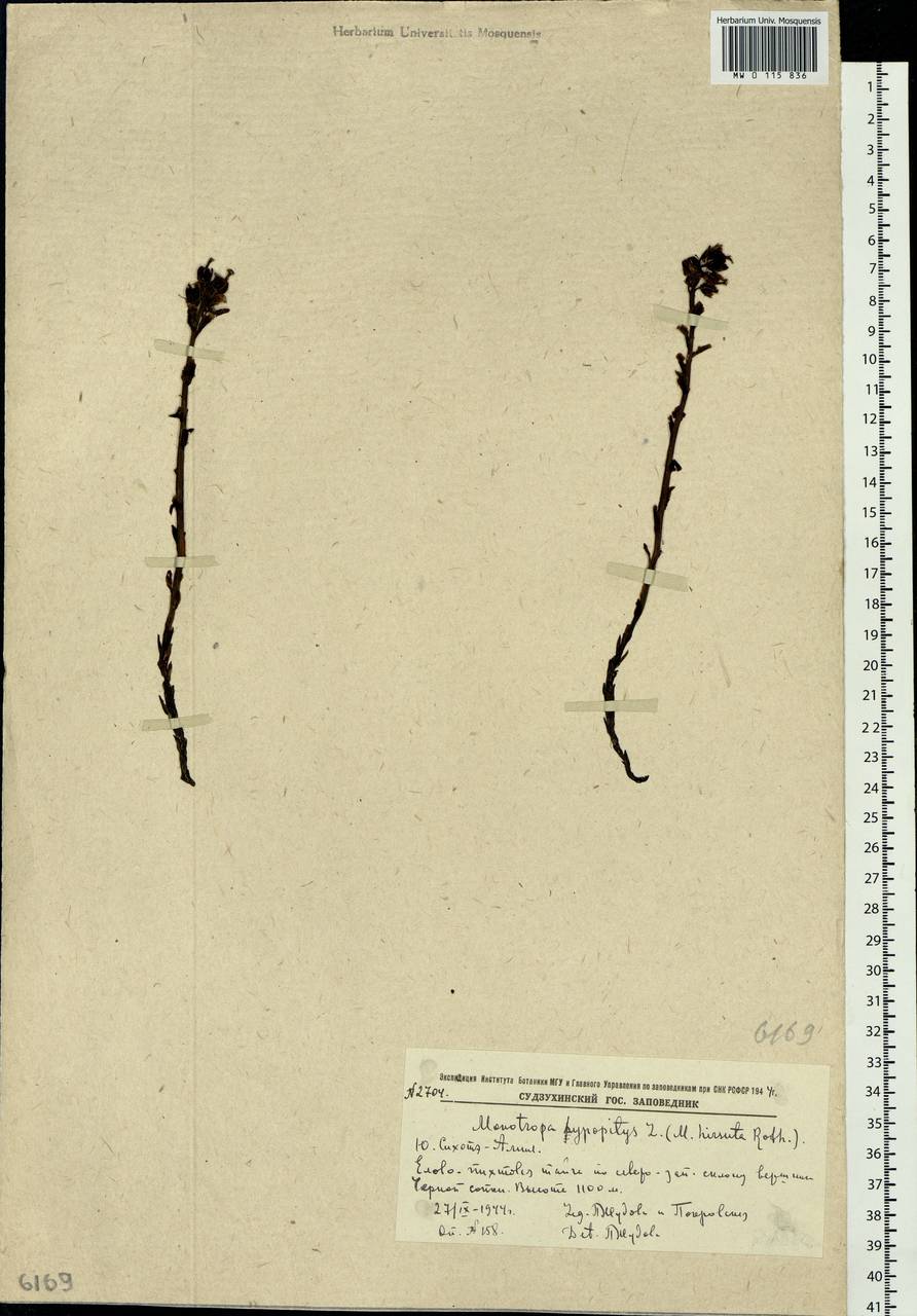 Hypopitys monotropa Crantz, Siberia, Russian Far East (S6) (Russia)