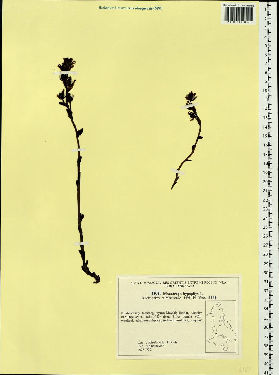 Hypopitys monotropa Crantz, Siberia, Russian Far East (S6) (Russia)