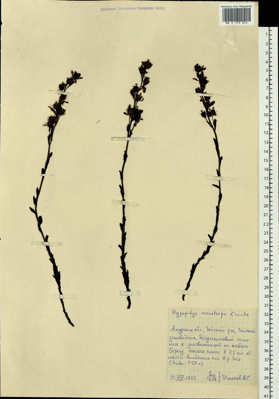 Hypopitys monotropa Crantz, Siberia, Russian Far East (S6) (Russia)