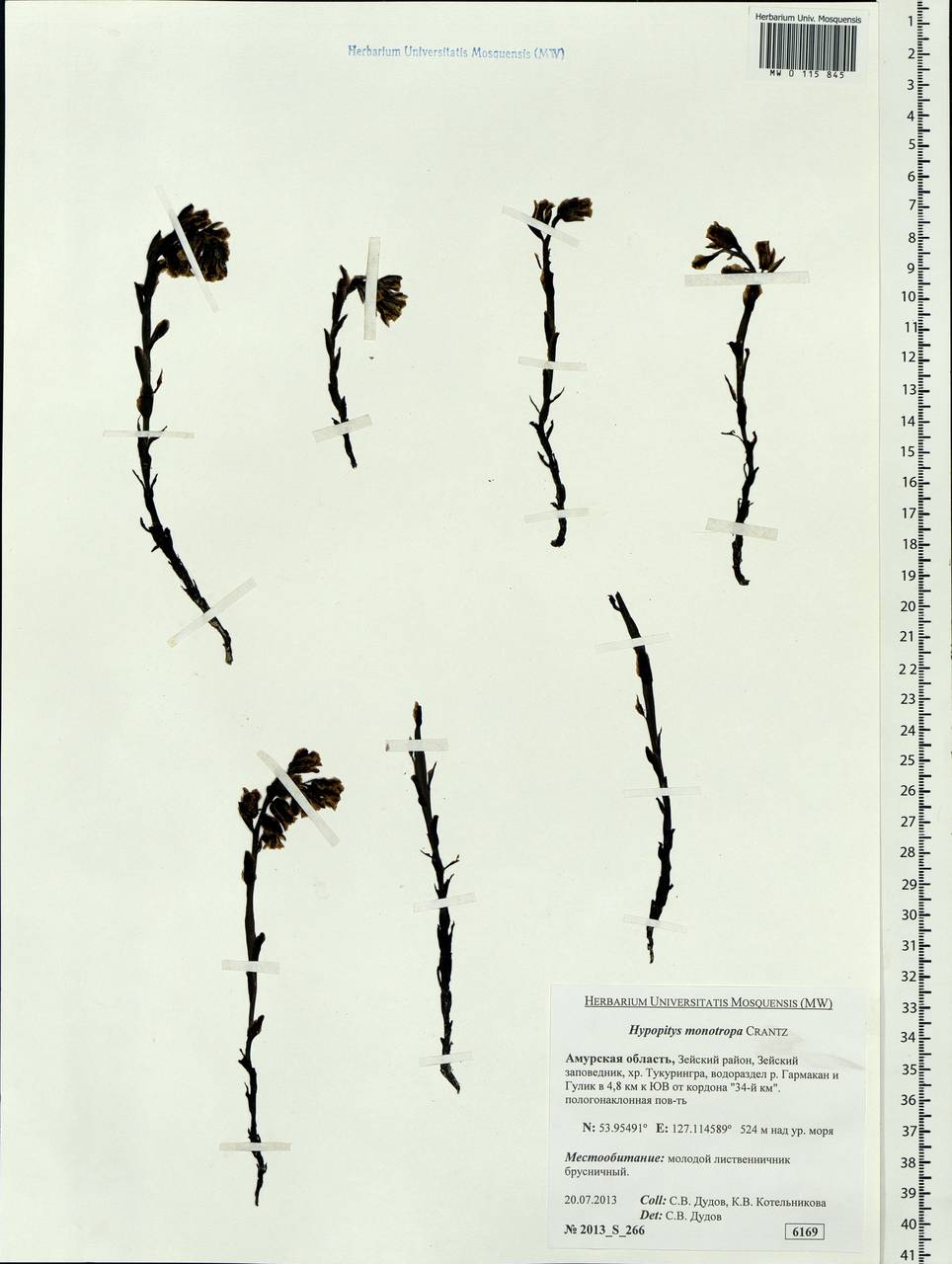 Hypopitys monotropa Crantz, Siberia, Russian Far East (S6) (Russia)