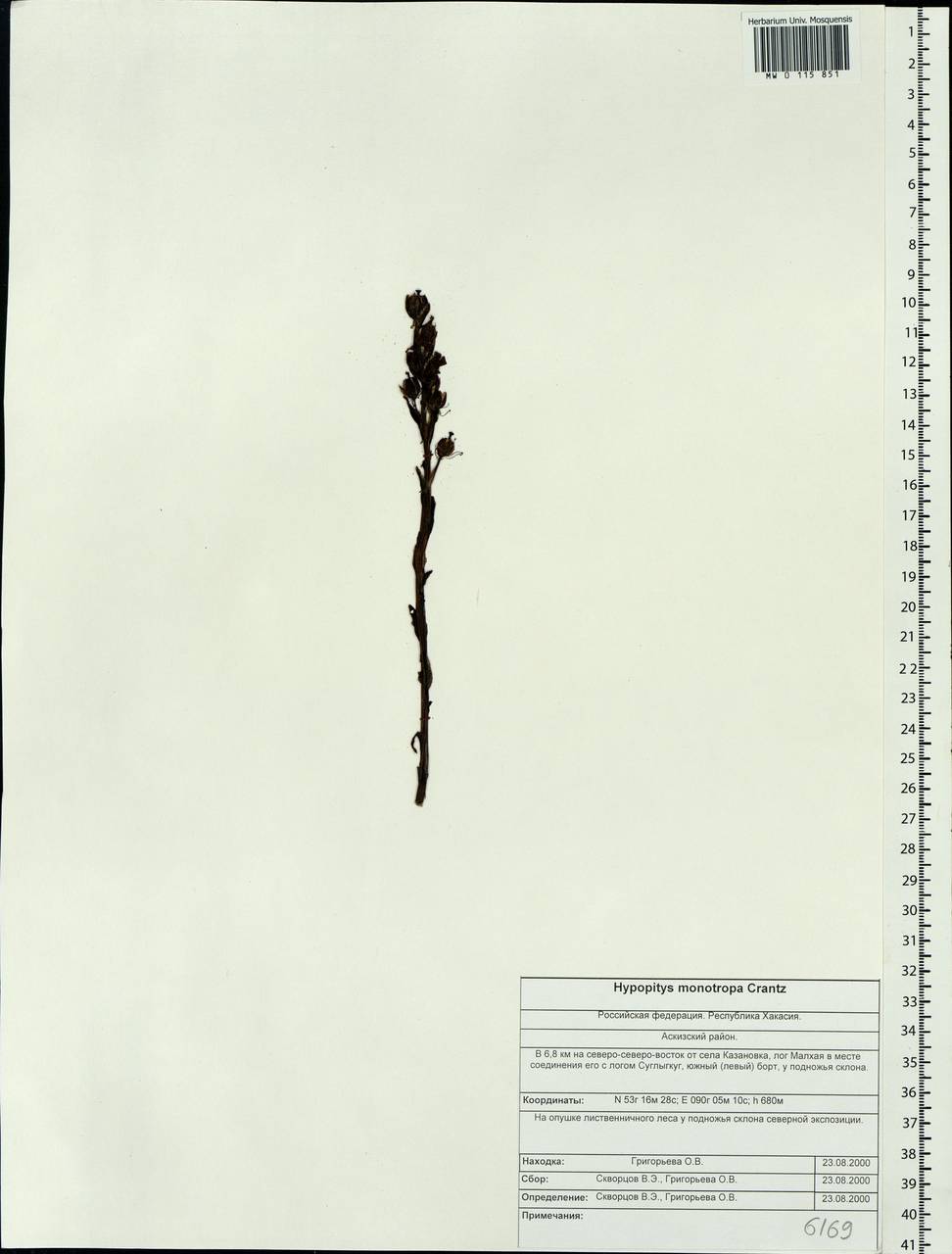 Hypopitys monotropa Crantz, Siberia, Altai & Sayany Mountains (S2) (Russia)