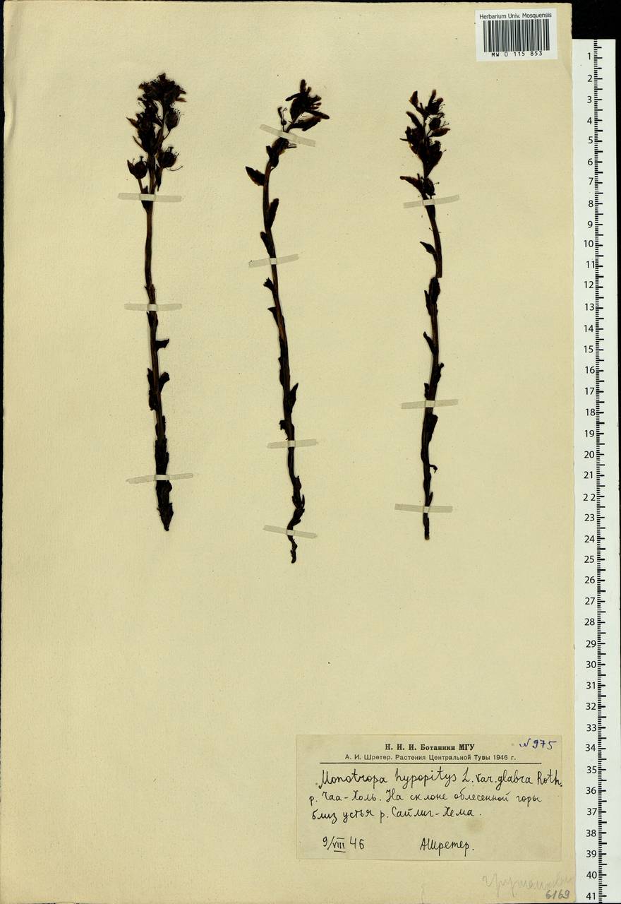 Hypopitys monotropa Crantz, Siberia, Altai & Sayany Mountains (S2) (Russia)