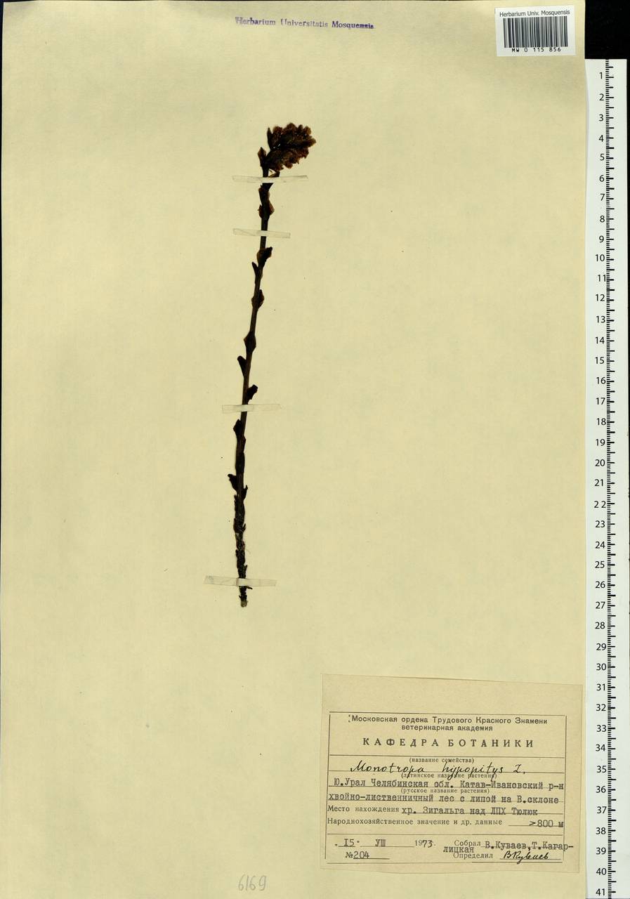 Hypopitys monotropa Crantz, Eastern Europe, Eastern region (E10) (Russia)