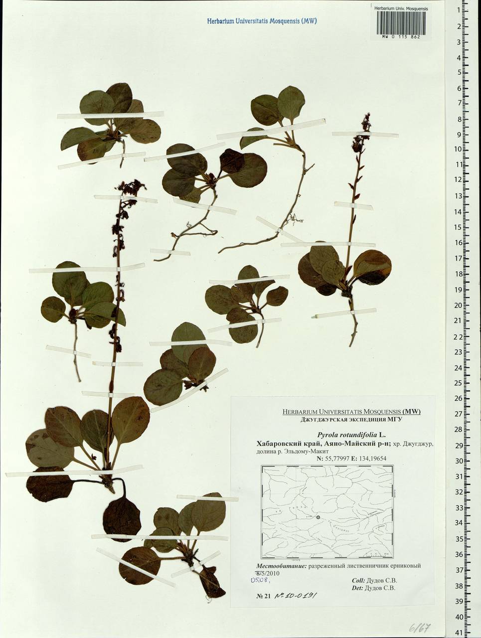 Pyrola rotundifolia L., Siberia, Russian Far East (S6) (Russia)